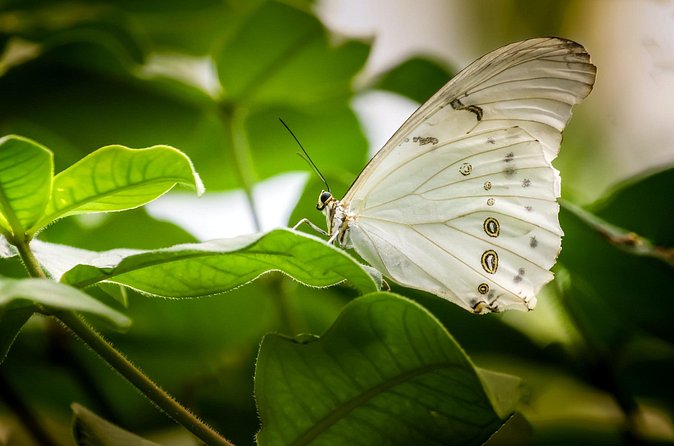 Butterfly Sanctuary, Museum & Lunch with Transport - Hotel pickup and timing: easy logistics for a half-day plan