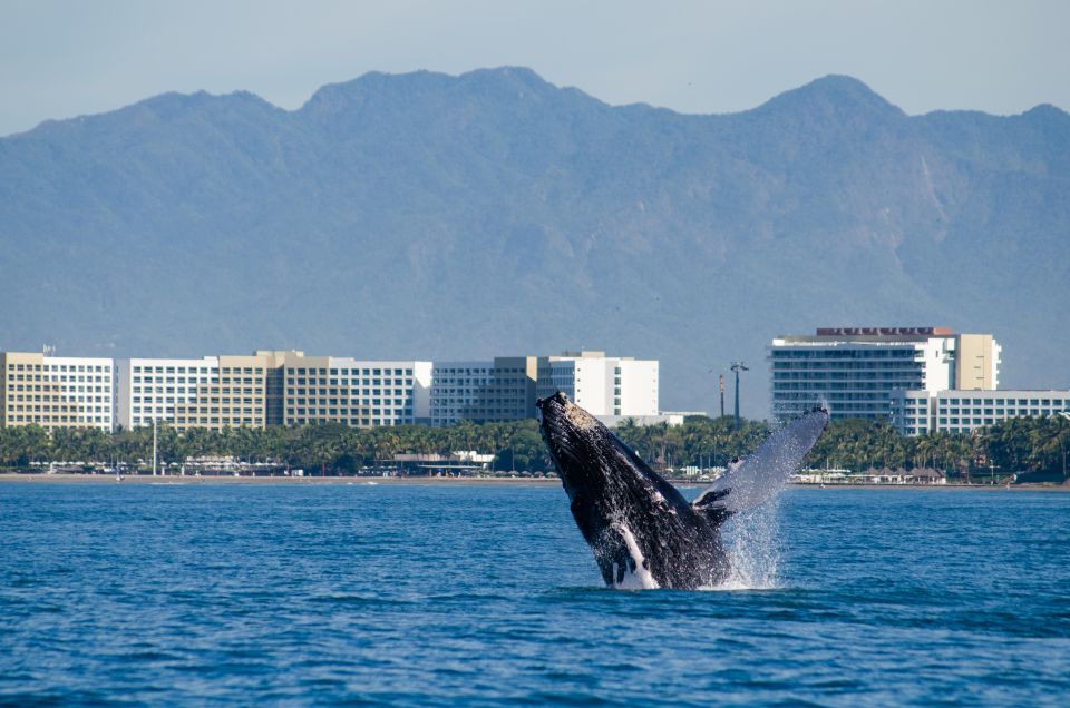 From Puerto Vallarta/Nuevo Vallarta: Whale Watching Cruise - Why This Whale Cruise Feels Built for Real Viewing