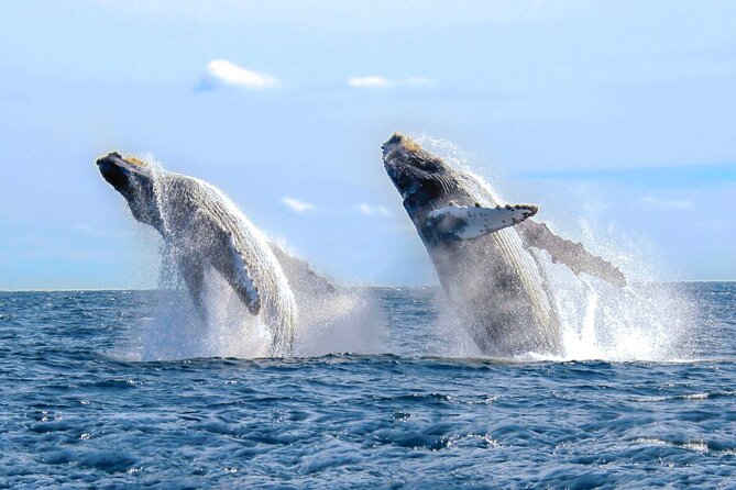 Half Day Private Sailing Cruise Puerto Vallarta with Snorkeling - Timing and comfort: how to make the most of a 4-hour sail