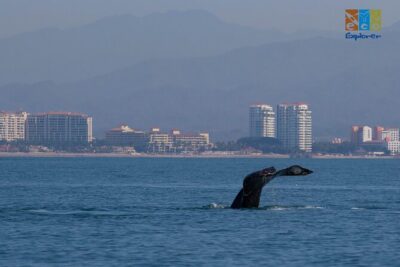 Private Whale watching Puerto Vallarta - Stop 1: Eco Explorer Vallarta for dolphins, turtles, and mantas