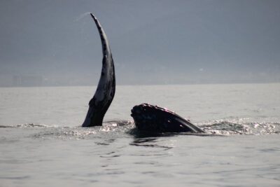 Private Whale Watching Tour in Puerto Vallarta - Where you meet at Marina Vallarta (and why it’s easier than it sounds)