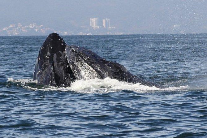Private Whale Watching Tour in Puerto Vallarta - How the captain searches for multiple pods (and why it’s worth it)