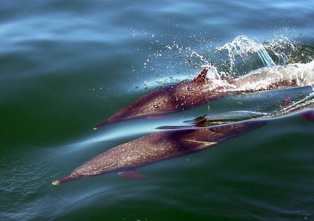 Puerto Vallarta Luxury Sailing with Premium Open bar & lunch - Key highlights worth knowing
