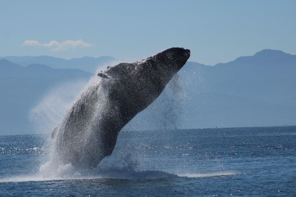 Puerto Vallarta: Mega Yacht Whale Watching Sunset Cruise - Key Stops and What Makes Them Worth It
