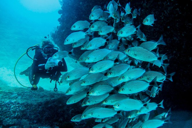 Scuba Diving with a 5-Star PADI Center in Puerto Vallarta - Marietas Islands Marine Reserve: famous for a reason, plus a $20 conservation fee