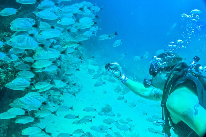 Scuba Diving with a 5-Star PADI Center in Puerto Vallarta - Meet-up point: Vallarta Adventures at Terminal MarítimaN Puerto Mágico