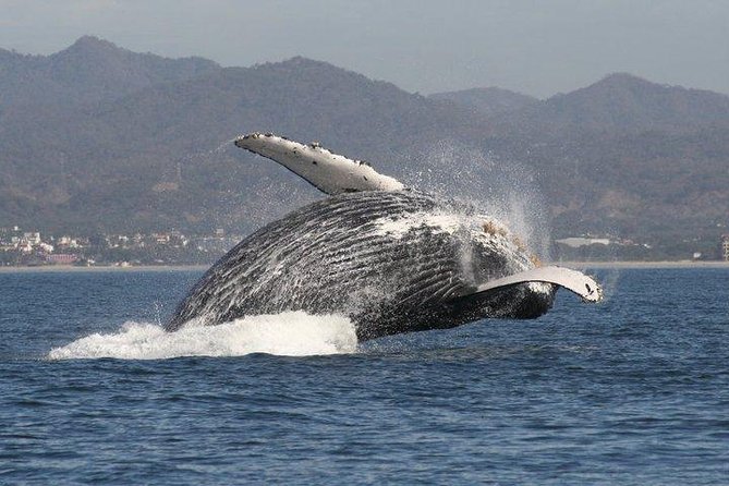 Small-Group Half-Day Whale-Watching Tour in Puerto Vallarta - Key points to know before you book