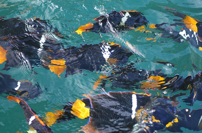 Small Group Snorkeling in Los Arcos, Puerto Vallarta - Price and value: $85 plus what to watch for