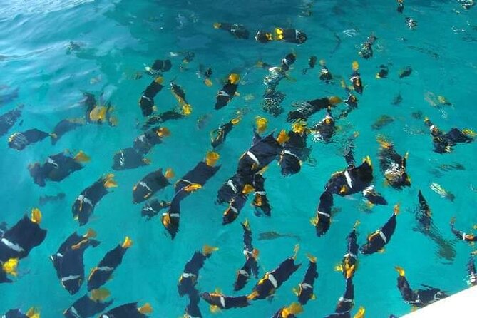 South Shore Private Sightseeing Cruise in Puerto Vallarta - Stop 1: Los Arcos de Mismaloya snorkeling and bird-and-fish spotting
