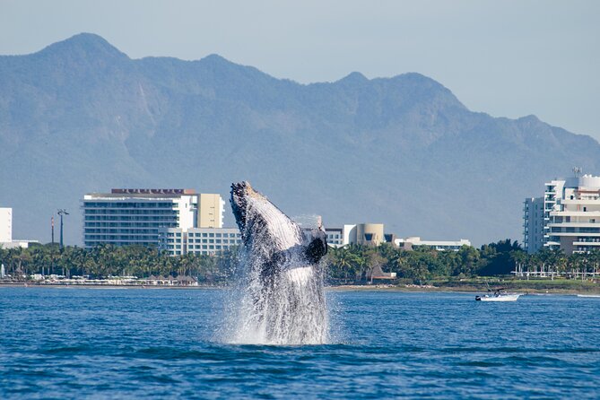 Whale Watching Cruise In Puerto Vallarta & Nuevo Vallarta - Onboard vibe: catamaran comfort, space for photos, and shade
