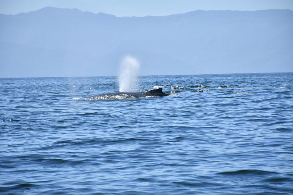 Whale Watching Guaranteed Experience in Puerto Vallarta - Key highlights at a glance