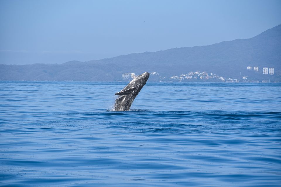 Whale Watching Guaranteed Experience in Puerto Vallarta - How the three water-view stops play out on the water