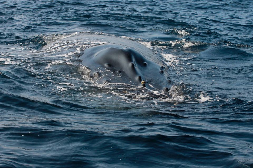 Whale Watching Guaranteed Experience in Puerto Vallarta - The lunch and snack break that keeps you from burning out