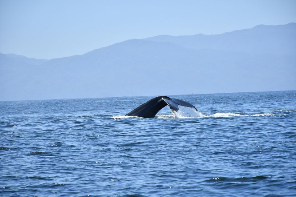 Whale Watching Guaranteed Experience in Puerto Vallarta - Guides, captain teamwork, and why it affects your whale sightings