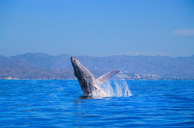 Whale Watching in Puerto Vallarta - Food, drinks, and comfort for a 3-hour ride