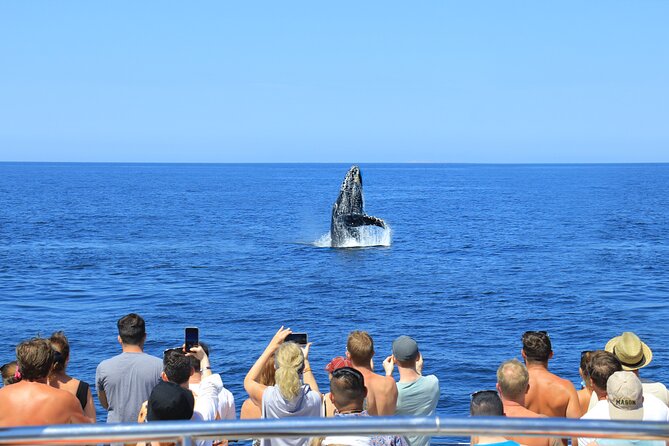 Whale Watching in Puerto Vallarta - Group size, boat feel, and the one drawback you can’t ignore